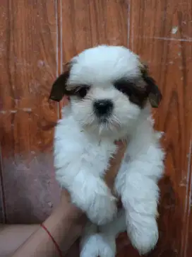 Puppy Shitzhu tricolor