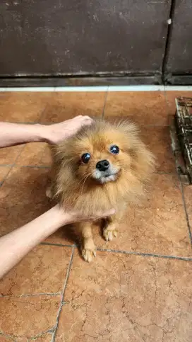 MINIPOM BETINA KOSONGAN