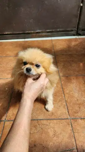 MINIPOM BETINA KOSONGAN