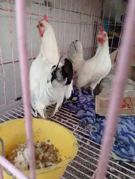 Ayam Kate Inggris sepasang bawa telur murah