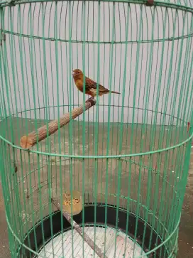 Jual burung kenari paud jantan