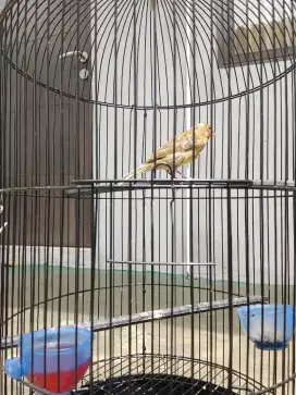 Jual burung kenari paud jantan