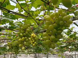 Pohon Anggur siap tanam murah.