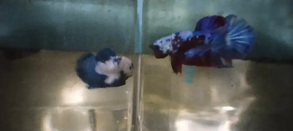 Di jual ikan cupang aduan hias  2 ekor