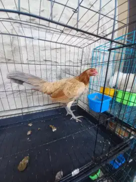 Ayam philipin betina ori sudah produk