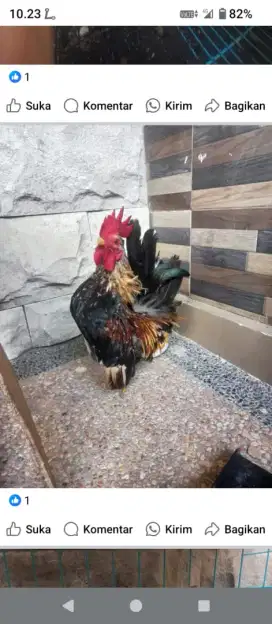 Ayam kate dan ayam poland