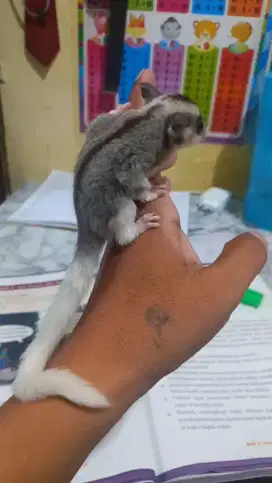 Sugar glider anakan joy mosaik
