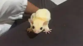 Sugar glider joy leucistic jantan
