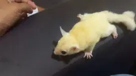 Sugar glider leucistic joy