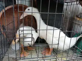 DI JUAL BEBEK PACKING DARA