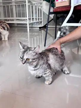 BSH MUNCHKIN SILVER TABBY
