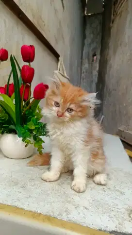 Adop/jual anak kucing ras asli persia Himalaya maincoon