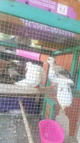 Ready Anakan Tekukur Muktikuk Multigen