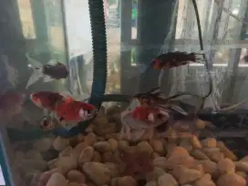Ikan hias komet shibukin