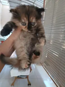 Kitten 2,5 bln betina warna tortie exotic persia mix flatnose