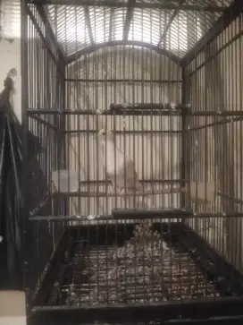 Burung Puter  pelung joss