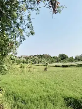 Tanah Dijual di Bali 15 Are Manggo Brawa