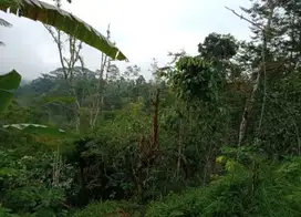 BUCC  Dijual Tanah Kebun yang berlokasi Wanagiri,sukasada buleleng. (D