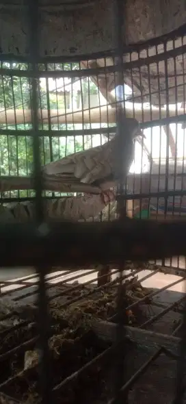 Burung perkutut silver Bangkok ada ting .entog betina . Kucing 3 warna