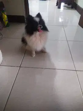 Anjing minipom betina