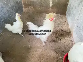 Ayam kapas putih sepasang