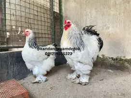 Ayam brahma sepasang