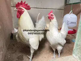 Ayam ketawa sepasang