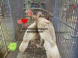 Ayam kalkun bourbon red sepasang
