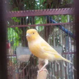 Kenari af gacor rajin