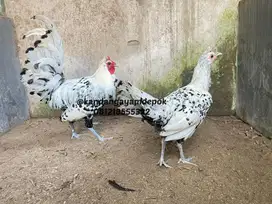Ayam appanzel sepasang