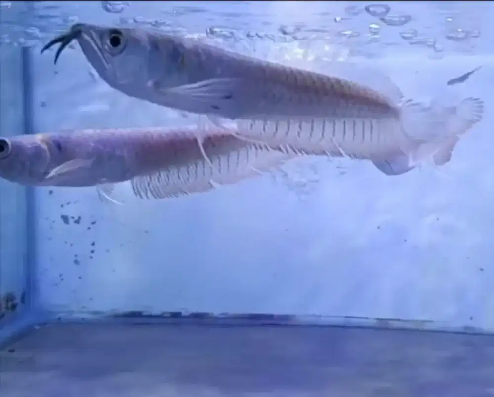 Ikan hias arwana silver Red 14-15cm
