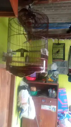 Di Jual burung Muray