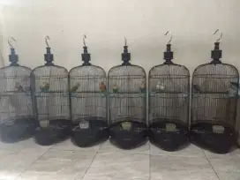 Lovebird warna pasangan / satuan