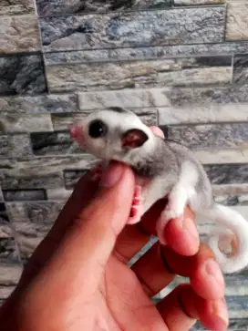 Sugar glider mozaik