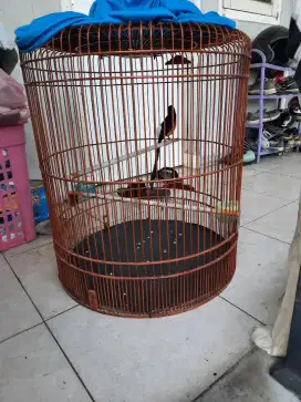 Kabndang isi muray