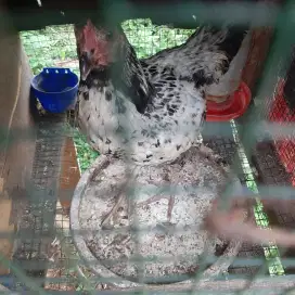Ayam Betina silangaN Bangkok x BoiLer
