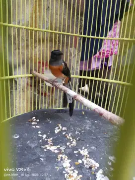 Murai betina rajin manggil ekor mayan