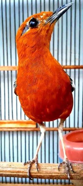 BURUNG ANIS MERAH MECUT TINGGI MINUS