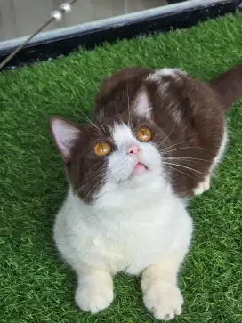 Kucing british shorthair bsh british shorthair