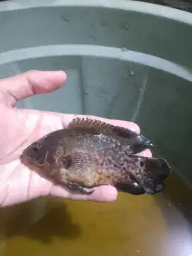 ikan oscar tiger & tembaga size 3 jari full pelet