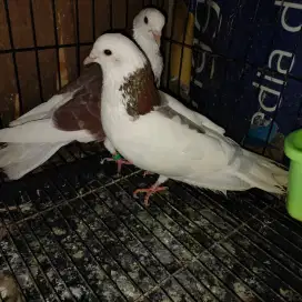 Merpati blantong