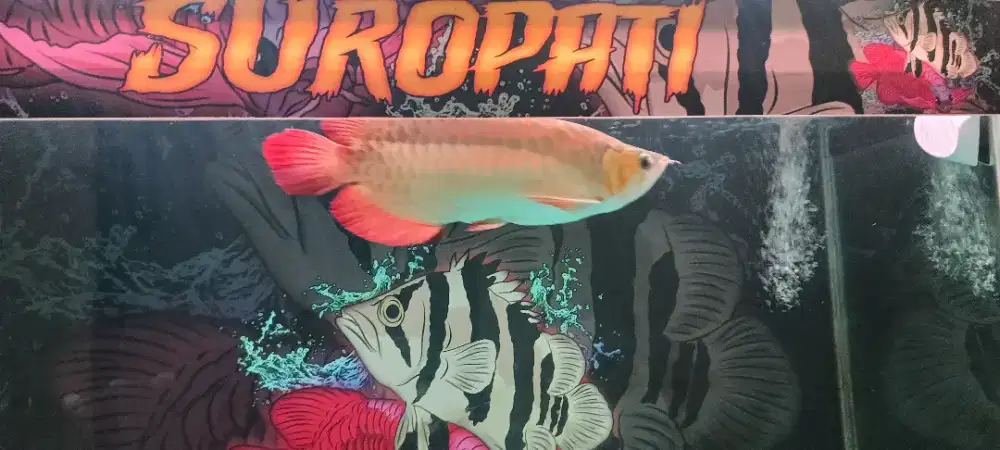 Super red sumo 40cm