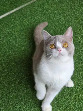 Kucing british shorthair bsh british shorthair