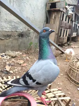 burung merpati kolong