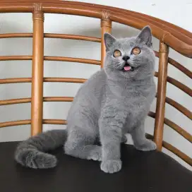 kucing kitten anakan british short hair