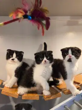 Kucing british shorthair bsh british shorthair