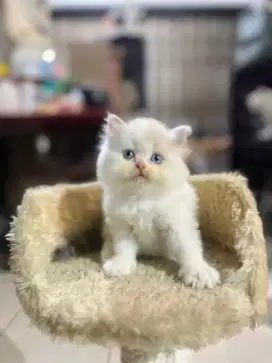 kucing kitten anakan persia anggora ragdoll himalaya mainecoon