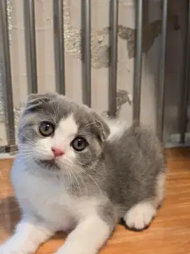 Kucing british shorthair bsh scotish fold