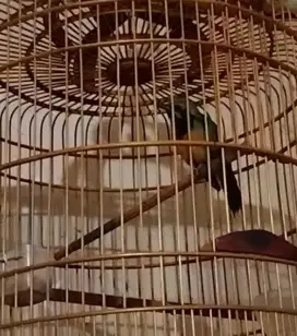 Cucak cungko gacor