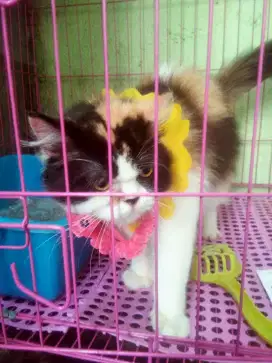 Jual Kucing Persia Betina